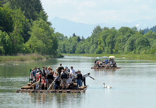Schwan schwimmt neben dem Floss auf der Isar bei Sonnenschein